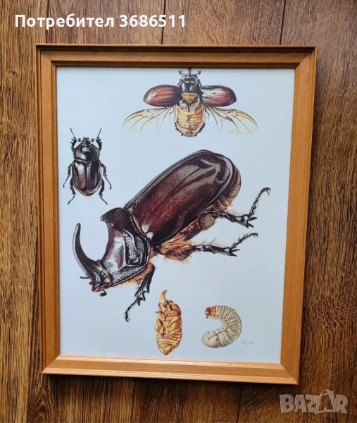 Винтидж принт на бръмбар в дървена рамка, снимка 1