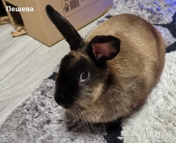 Подарявам Зайче , снимка 2 - Декоративни зайчета - 52659513