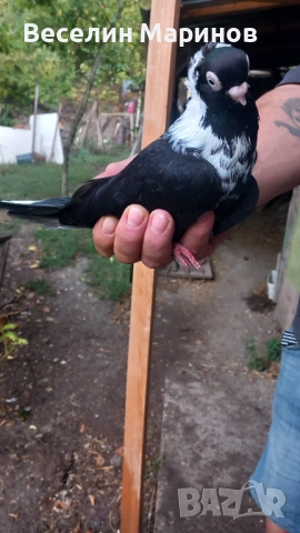 продавам  варненски  жьлти  6уменски2 модела  по6и спортни и стандарти и американци, снимка 8 - Гълъби - 51659125