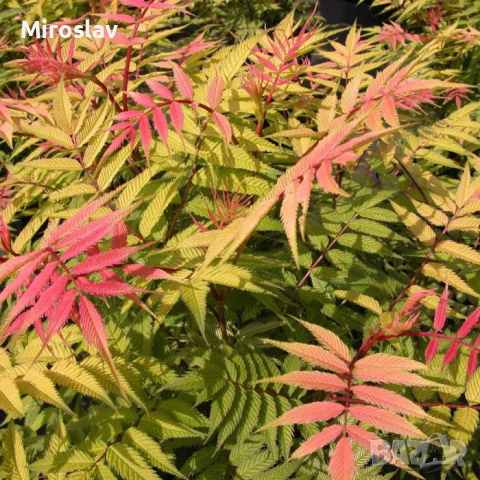 Сорбария (Sorbaria Sorb."Sem"®), снимка 3 - Градински цветя и растения - 44878063