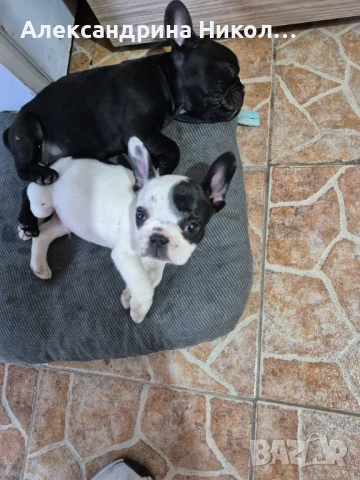 Френски булдочета, снимка 1
