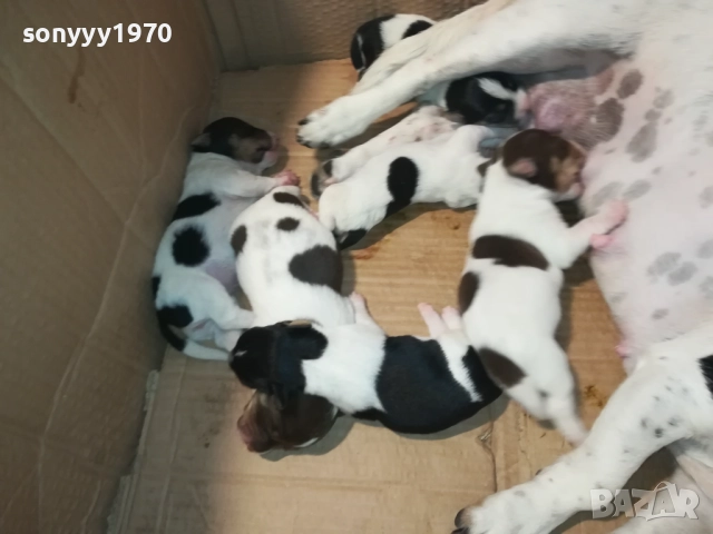 ДЖАК РЪСЕЛ БЕБЕТА-УНИКАЛНИ СЛАДУРИ 250ЛВ ЗА ЕДНО 3108251853