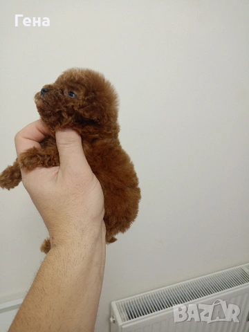 тийкъп женско пуделче , снимка 3 - Пудели - 53066471