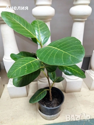 Фикус Ficus indica, снимка 2 - Стайни растения - 53105692