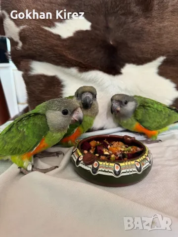 Папагали Сенегалски , снимка 8 - Папагали - 49275270