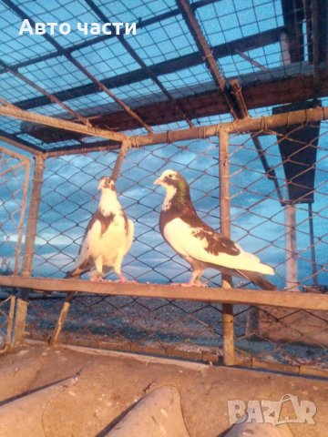 Пазарджишки  високо летци, снимка 7 - Гълъби - 37544225