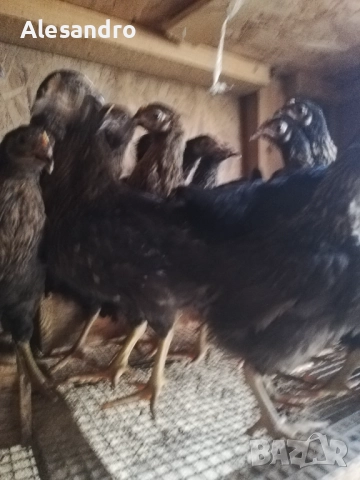 Женски пилета Супер Харко, снимка 2 - Кокошки и пуйки - 52972142