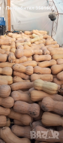 продавам тикви 