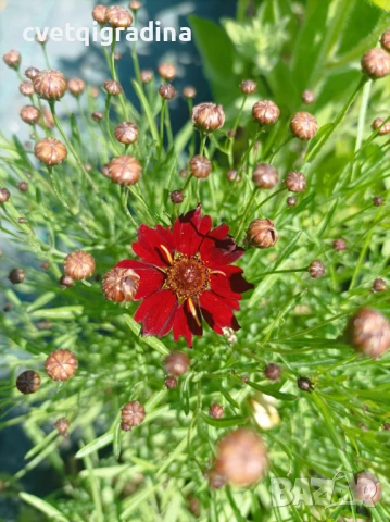 Coreopsis red satin(Кореопсис Червен сатен), снимка 2 - Градински цветя и растения - 50652939