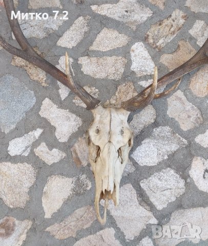 Трофей от голям благороден елен, снимка 4 - Други - 39779367