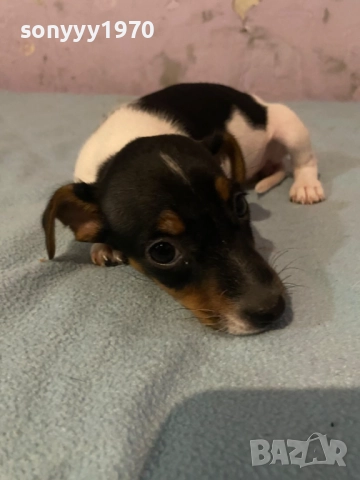 ДЖАК РЪСЕЛ БЕБЕТА 1210251006, снимка 7 - Джак ръсел териер - 52024674