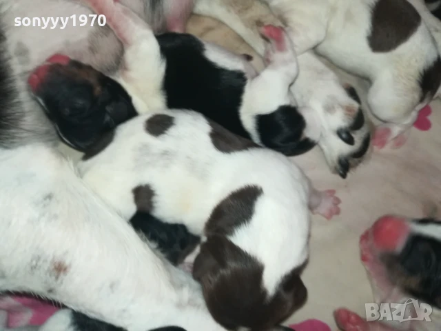 джак ръсел 1308251505, снимка 15 - Джак ръсел териер - 51353459