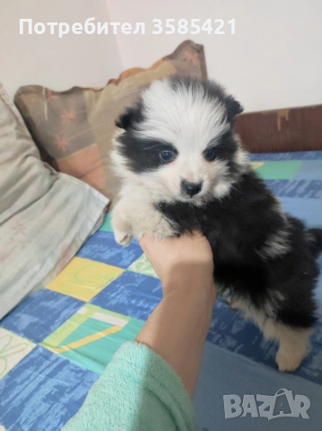 Немски шпиц момичета и момчета търсят новите си грижовни стопани!