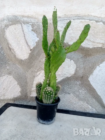 Кактуси в саксийка-около 40 см.
