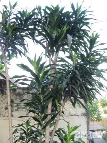 Драцена Dracaena angustifolia!, снимка 2 - Стайни растения - 53261542