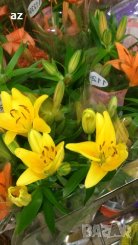 лилиум, снимка 2 - Сортови семена и луковици - 51558756