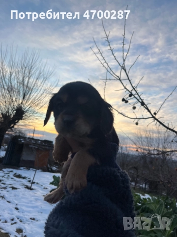 Смесени кокер шпаньоли – 6 свободни, могат да се запазят, снимка 4 - Кокер шпаньол - 52988551