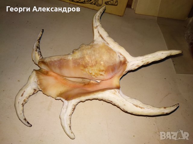 ОГРОМЕН ТРОПИЧЕСКИ РАПАН от ИНДИЙСКИЯ ОКЕАН За КОЛЕКЦИЯ ДЕКОРАЦИЯ, снимка 2 - Колекции - 39855173