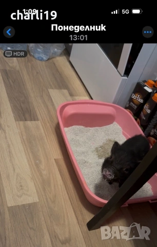 Мини виетнамско прасенце, снимка 4 - Други животни - 53264436