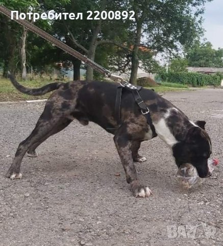 Питбул-Мерле за разплод, снимка 3 - Търси партньор - 37028660