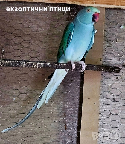 Продавам двойка Александри 