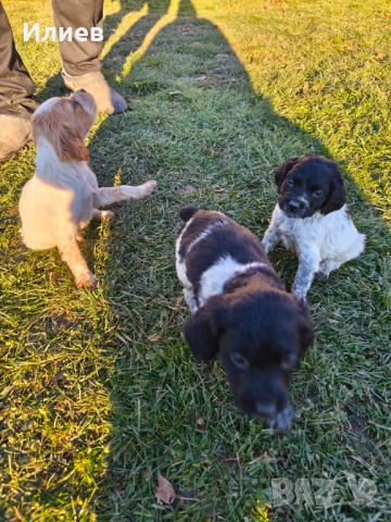 Бретон шпаньол, снимка 4 - Бретон шпаньол - 52956740