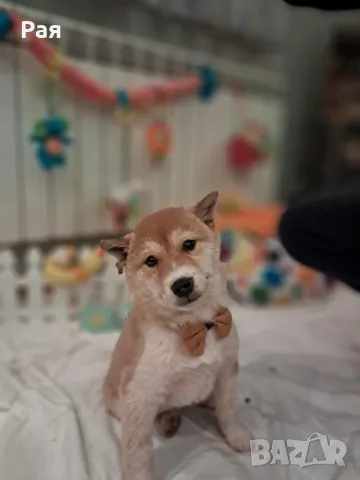 Шиба ину , снимка 1