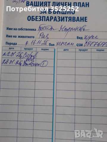 ПРОДАВАМ  БЯЛ  ЖЕНСКИ  СЪРНИСТ ПИНЧЕР  НА  2 М.  , снимка 11 - Пинчер - 53218338