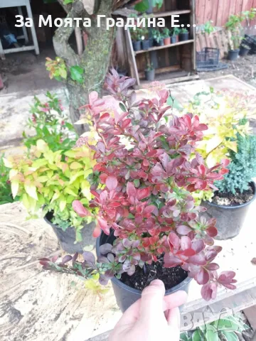 Берберис Тунберги, снимка 4 - Градински цветя и растения - 49425707