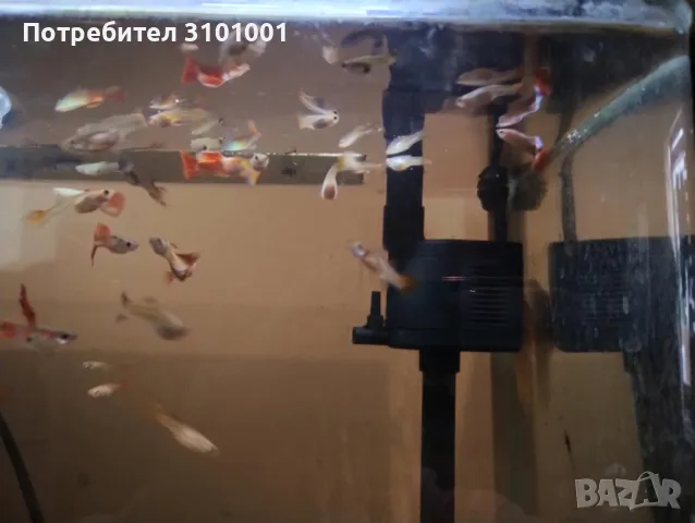Продавам млади  гупи, снимка 2 - Рибки - 49695894