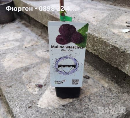 Лилава малина (Glencoe) , снимка 3 - Разсади - 38067257