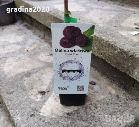 Лилава малина (Glencoe), снимка 3 - Разсади - 52032050