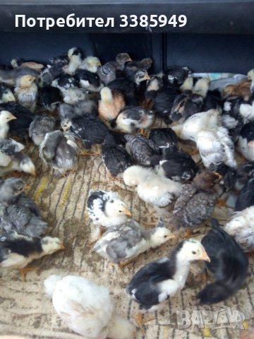  Пилета, гъски, патици, пуйки, копринки, снимка 1 - други­ - 36742027