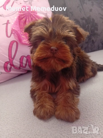 Йоркита , снимка 5 - Йоркширски териер - 53486979