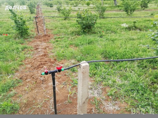 Продавам лешникова градина на 11 години, снимка 11 - Земеделска земя - 43984029