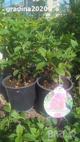 Хортензия paniculata Sundae-Fraise, снимка 4 - Разсади - 36533793