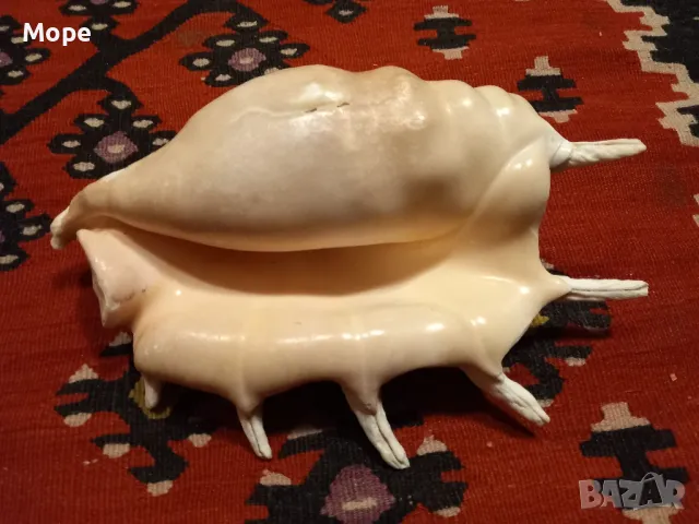 Голяма раковина , снимка 1