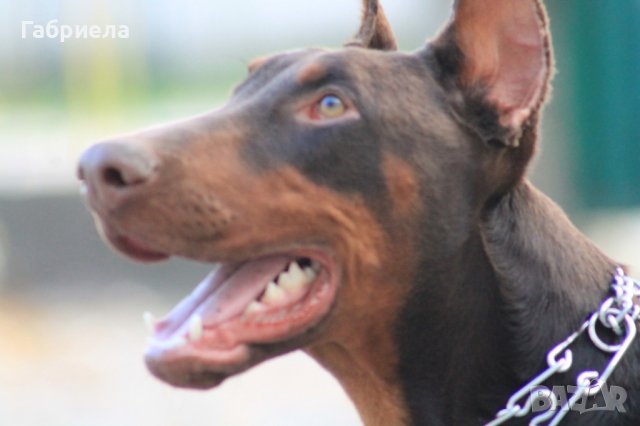 Доберман: Купете кученце порода доберман - Обяви за кучета с цени — Bazar.bg