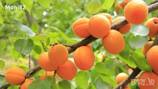 Овощна Градина - Кайсии, снимка 2 - Земеделска земя - 50477574