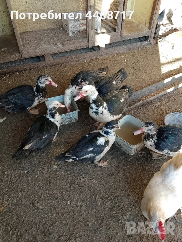 патици, снимка 2 - Патици и гъски - 52941997