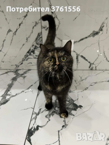 Британска късокосместа, снимка 5 - Британска късокосместа - 53438468