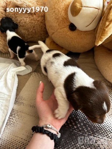 ДЖАК РЪСЕЛ 250ЛВ ЗА БРОЙ 1209252014, снимка 12 - Джак ръсел териер - 51694568