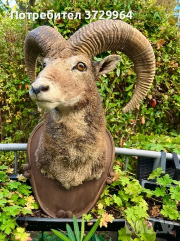 Трофеи от муфлони, снимка 4 - Други - 50464152