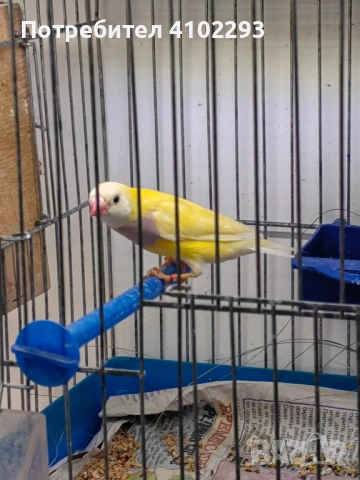 Продавам различни видове амадини, снимка 10 - Амадини - 52388953