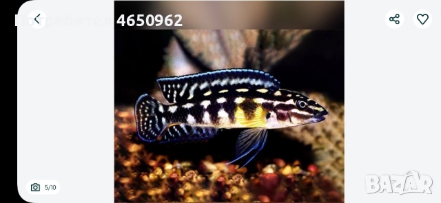 Аквариумни риби, африкански цихлиди от езерото Танганика, снимка 9 - Рибки - 52416463