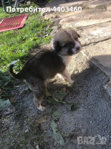 Подарявам кученце, снимка 2 - Изгубени/намерени - 52835467