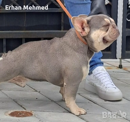 Френски булдог , снимка 5 - Френски булдог - 52771158