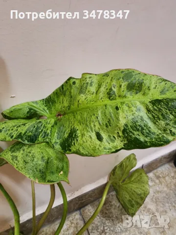 Philodendron Paraiso Varde Variegata, снимка 1