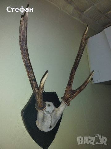 Еленови рога.