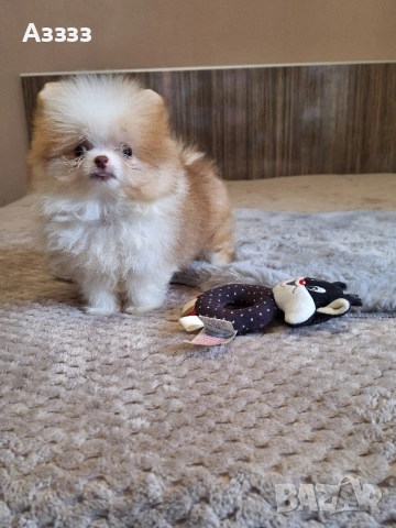 Померан мини , снимка 2 - Померан - 52676680